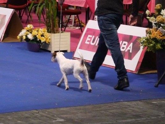 Da Beira Alta - 85.ª Exposição Canina Internacional do Norte Portugal