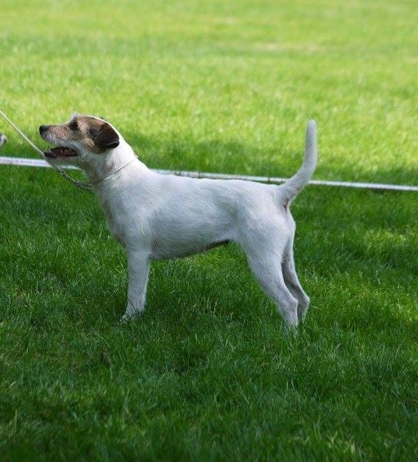 Da Beira Alta - Infante Du site corot cotation 3 au Club du Jack Russell Terrier .