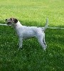  - Infante Du site corot cotation 3 au Club du Jack Russell Terrier .