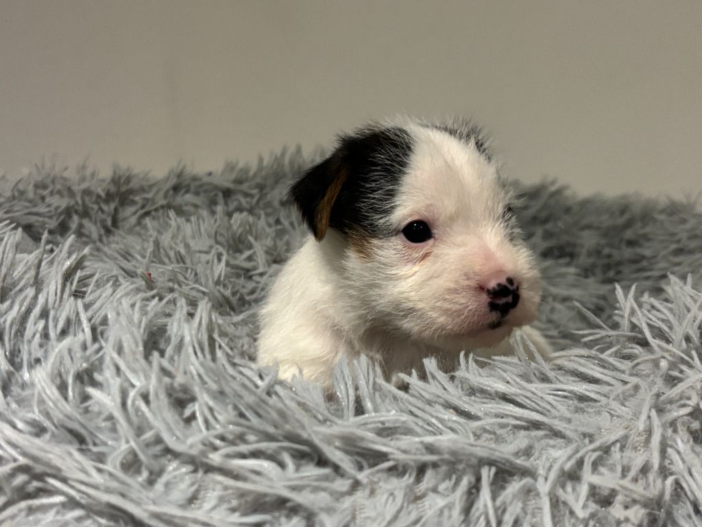 Da Beira Alta - Chiot disponible  - Parson Russell Terrier