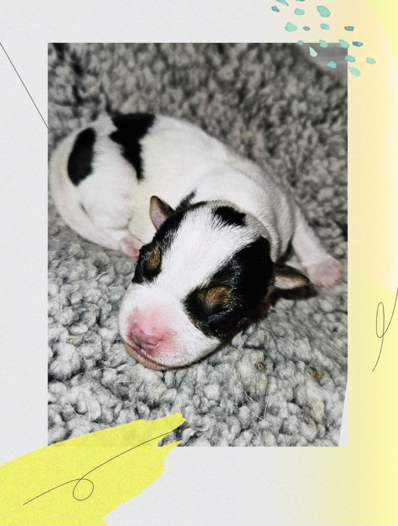 Da Beira Alta - Chiot disponible  - Parson Russell Terrier