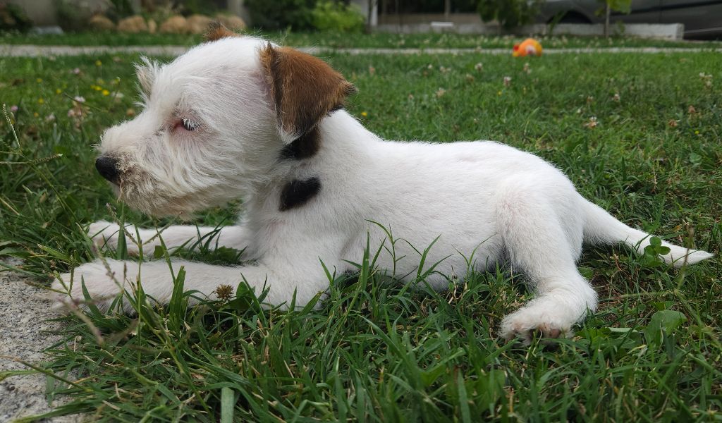 Da Beira Alta - Chiot disponible  - Parson Russell Terrier