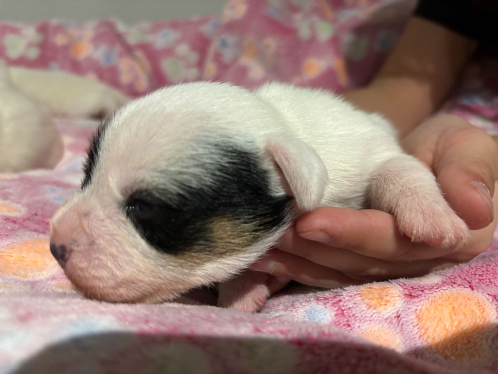 Da Beira Alta - Chiot disponible  - Parson Russell Terrier