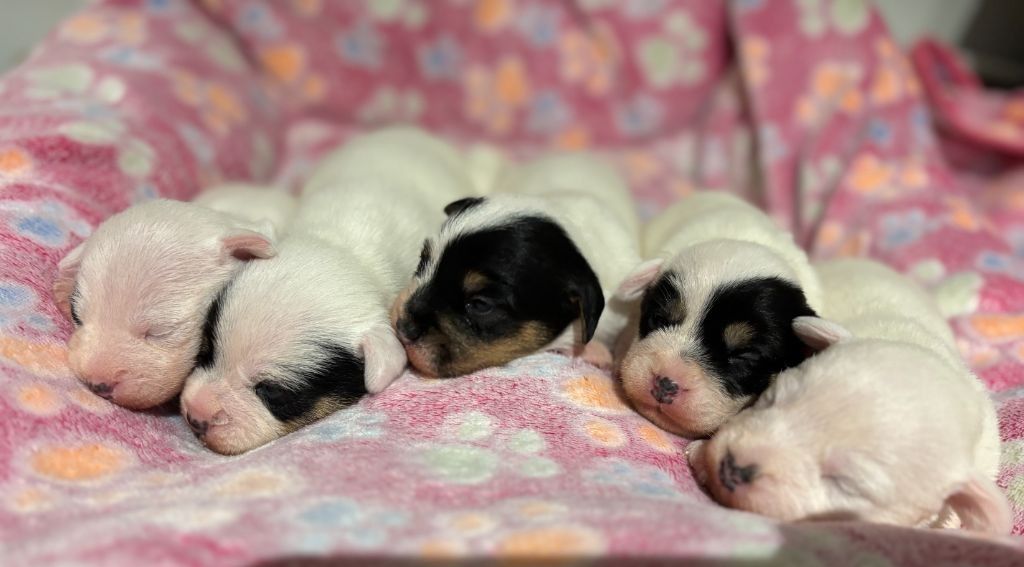 chiot Parson Russell Terrier Da Beira Alta