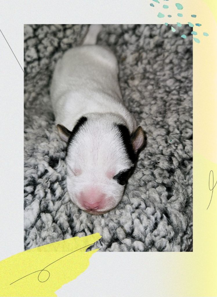 Da Beira Alta - Chiot disponible  - Parson Russell Terrier