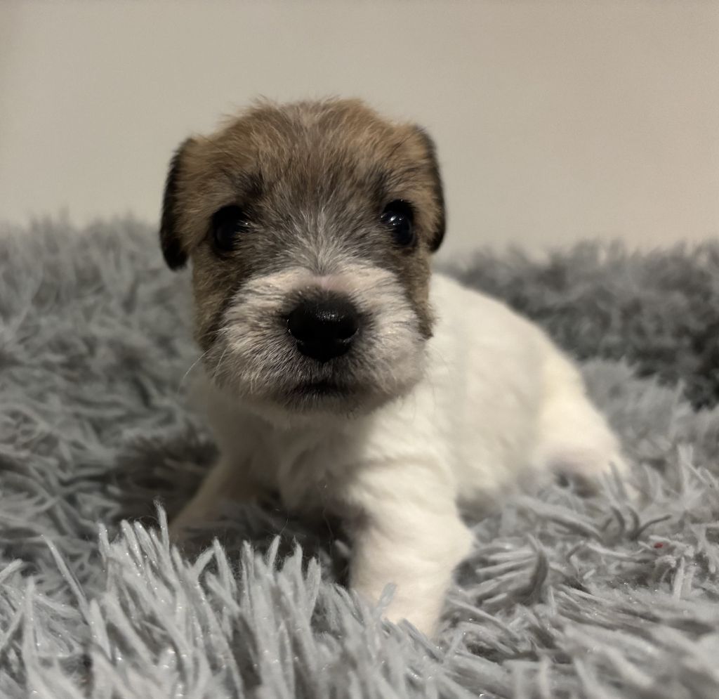 Da Beira Alta - Chiot disponible  - Parson Russell Terrier