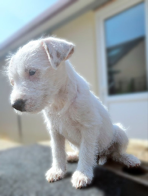 Da Beira Alta - Parson Russell Terrier - Portée née le 13/06/2024