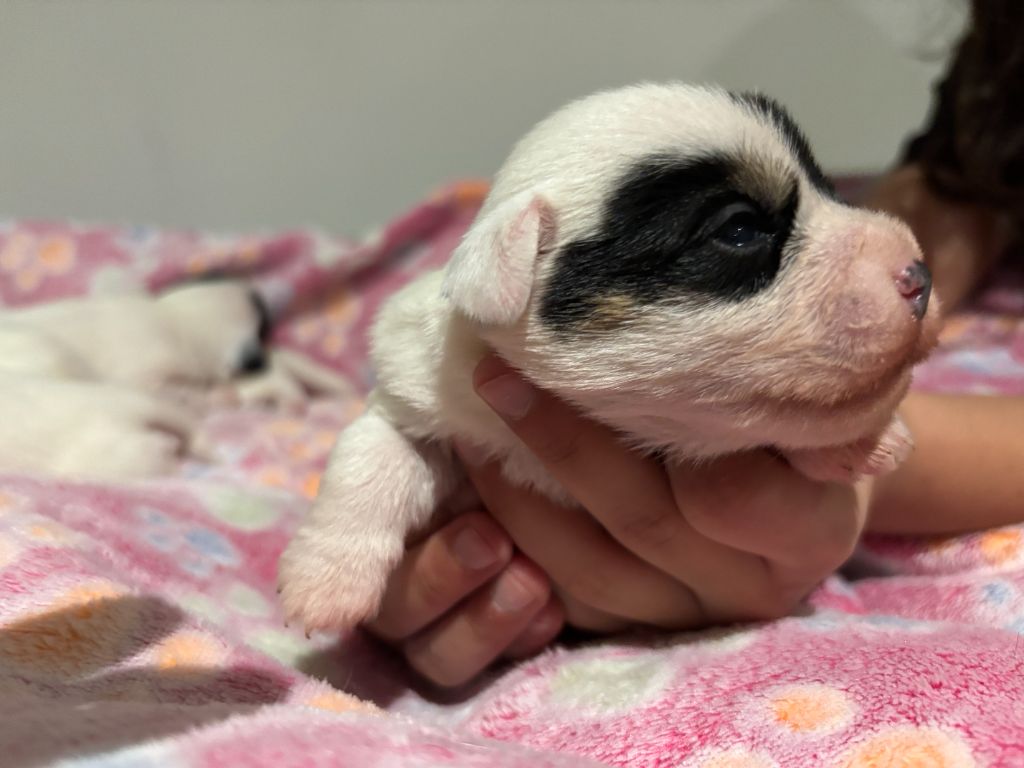 Da Beira Alta - Chiot disponible  - Parson Russell Terrier