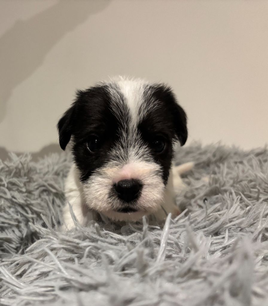 Da Beira Alta - Chiot disponible  - Parson Russell Terrier