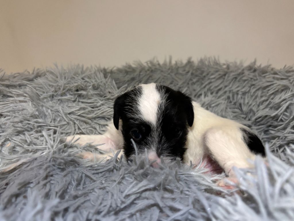 Da Beira Alta - Chiot disponible  - Parson Russell Terrier