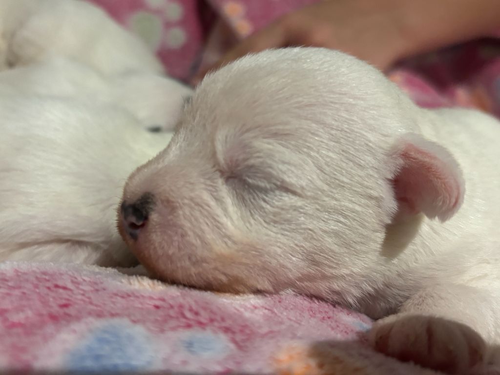 Da Beira Alta - Chiot disponible  - Parson Russell Terrier