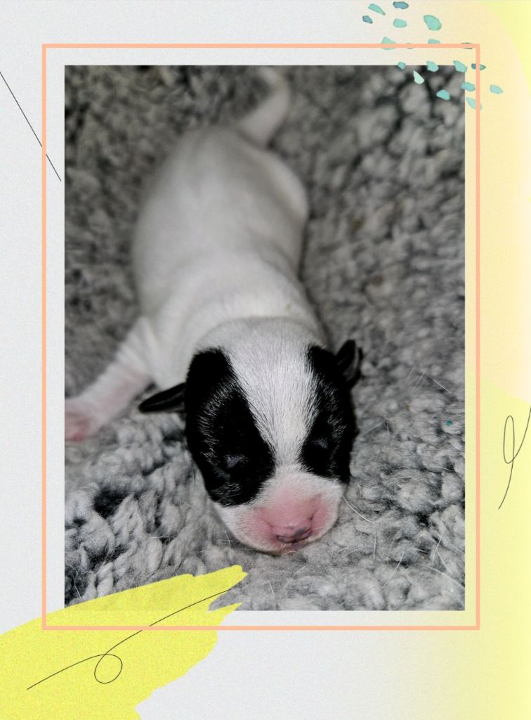 Da Beira Alta - Chiot disponible  - Parson Russell Terrier