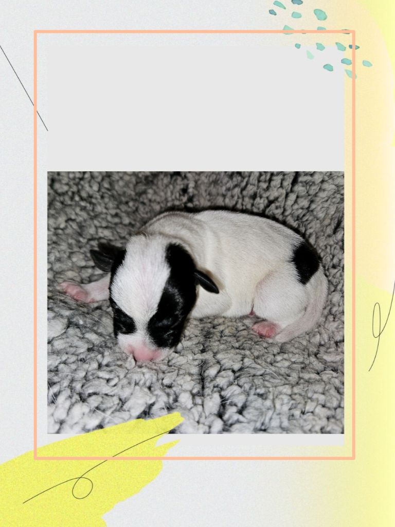 Da Beira Alta - Chiot disponible  - Parson Russell Terrier