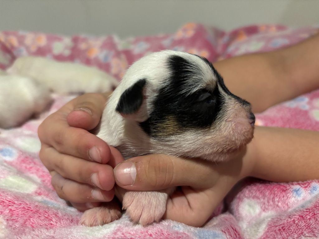 Da Beira Alta - Chiot disponible  - Parson Russell Terrier