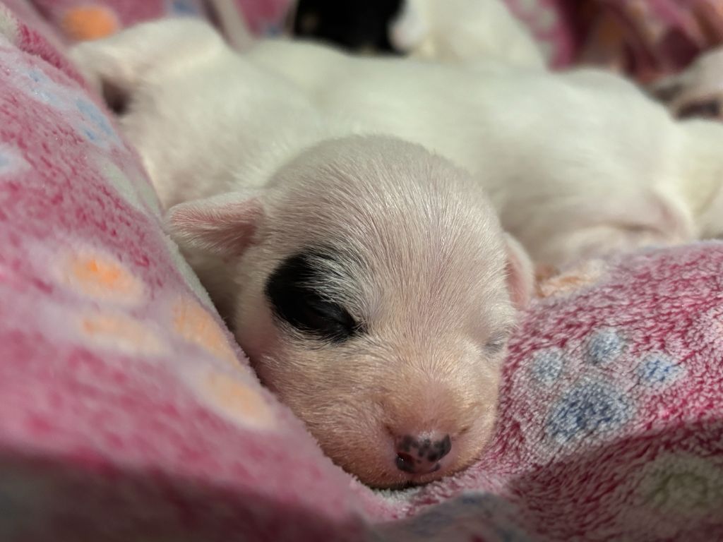 Da Beira Alta - Chiot disponible  - Parson Russell Terrier