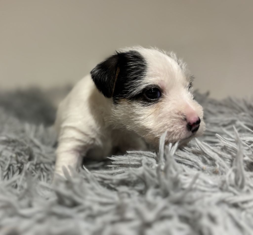 Da Beira Alta - Chiot disponible  - Parson Russell Terrier