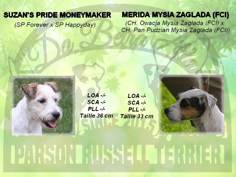 Naissance des chiots  Merida Mysia Zaglada X Suzan?s Pride Moneymaker