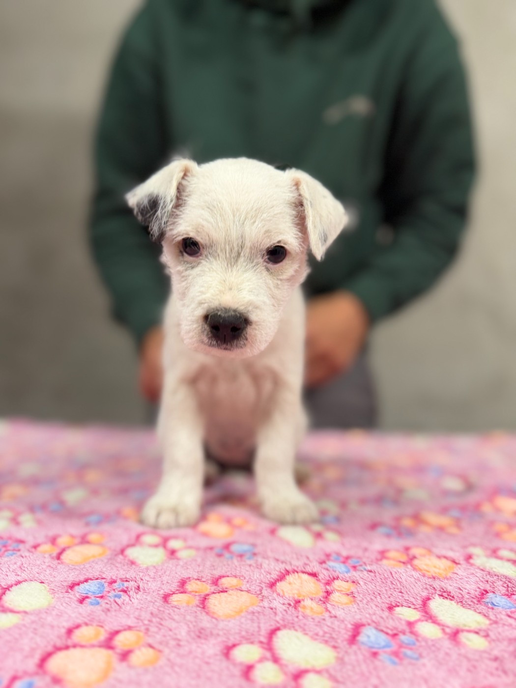 Da Beira Alta - Chiots disponibles - Parson Russell Terrier