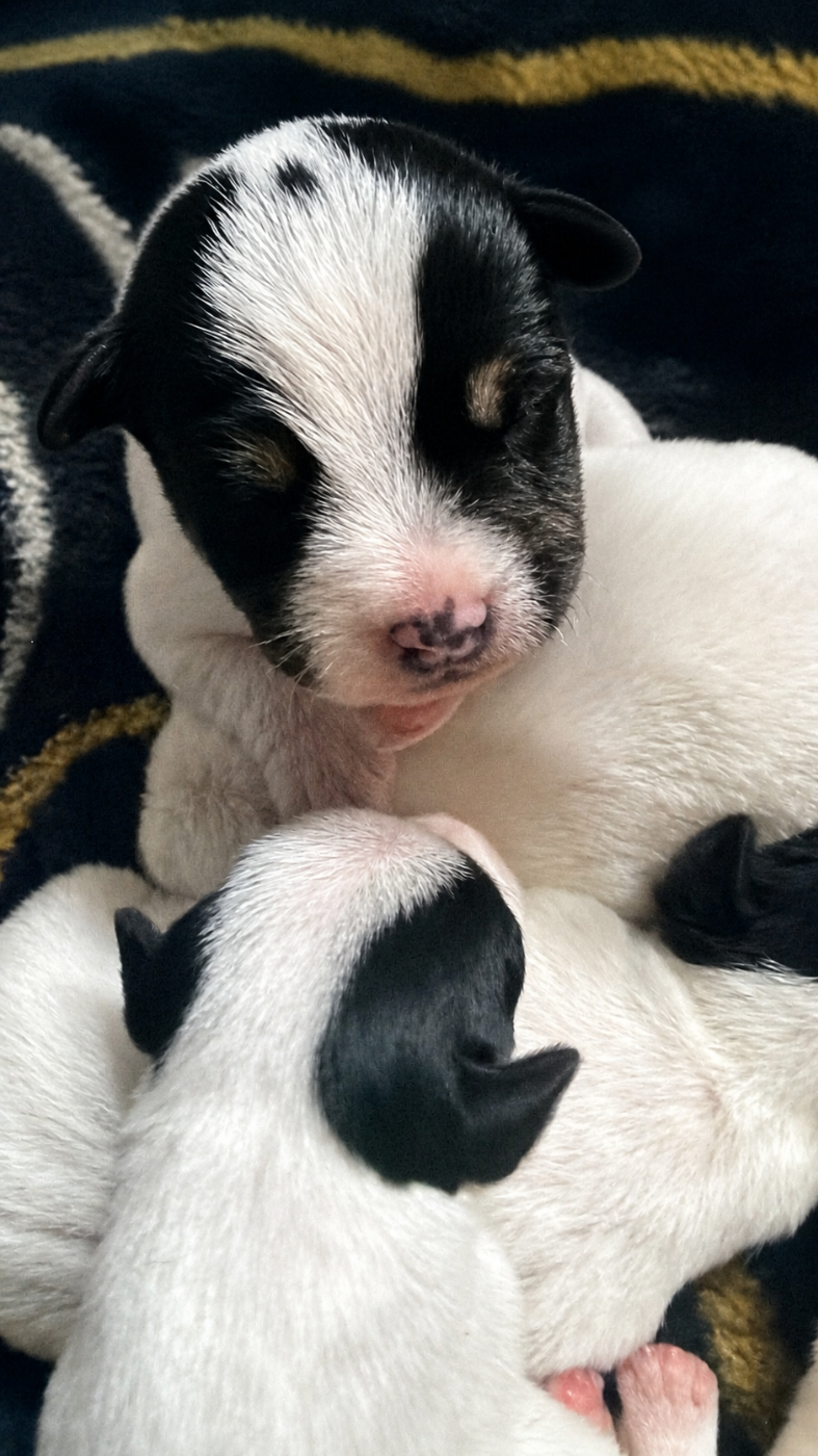 Chiot Parson Russell Terrier Da Beira Alta