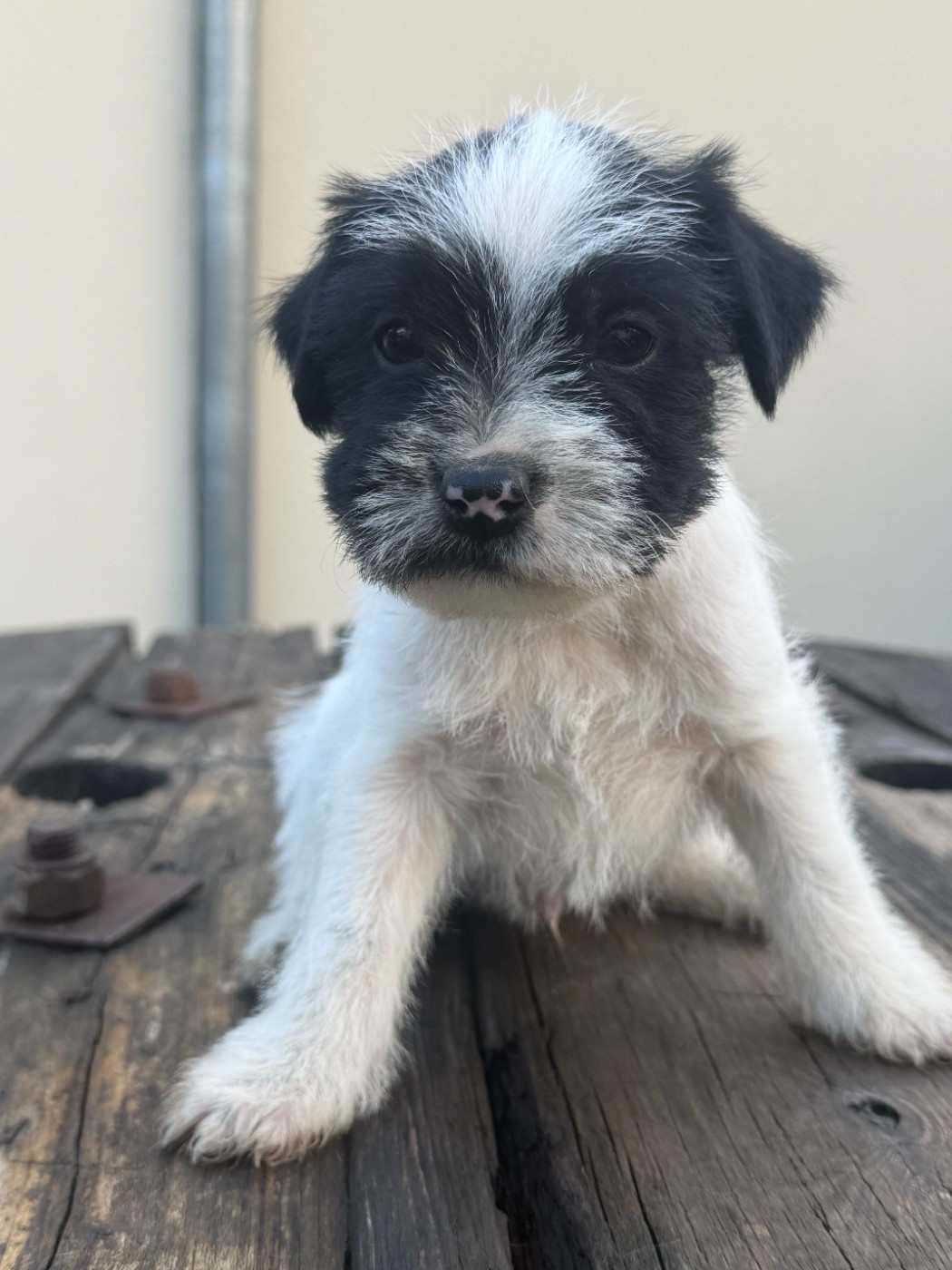 Da Beira Alta - Chiots disponibles - Parson Russell Terrier