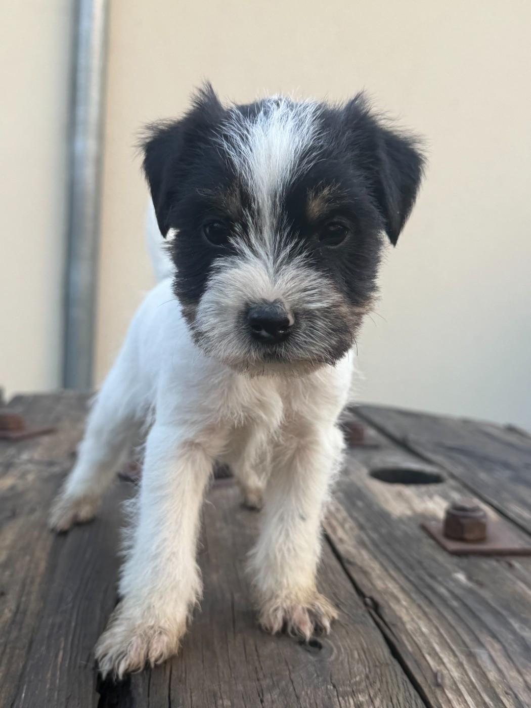 Da Beira Alta - Chiots disponibles - Parson Russell Terrier