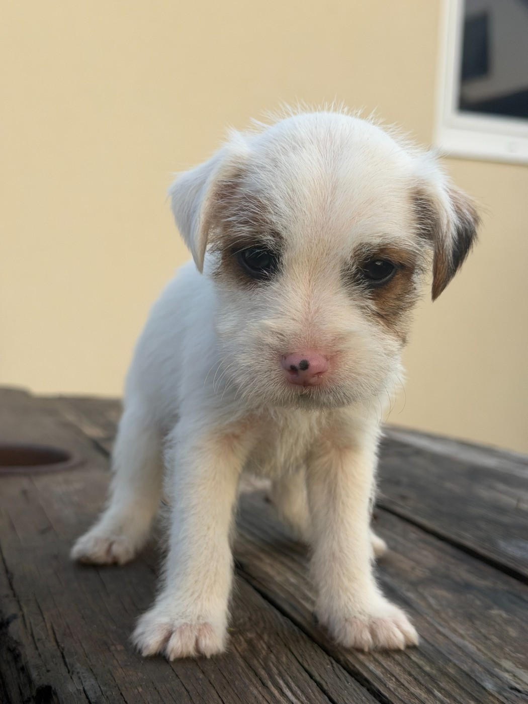 Da Beira Alta - Chiots disponibles - Parson Russell Terrier