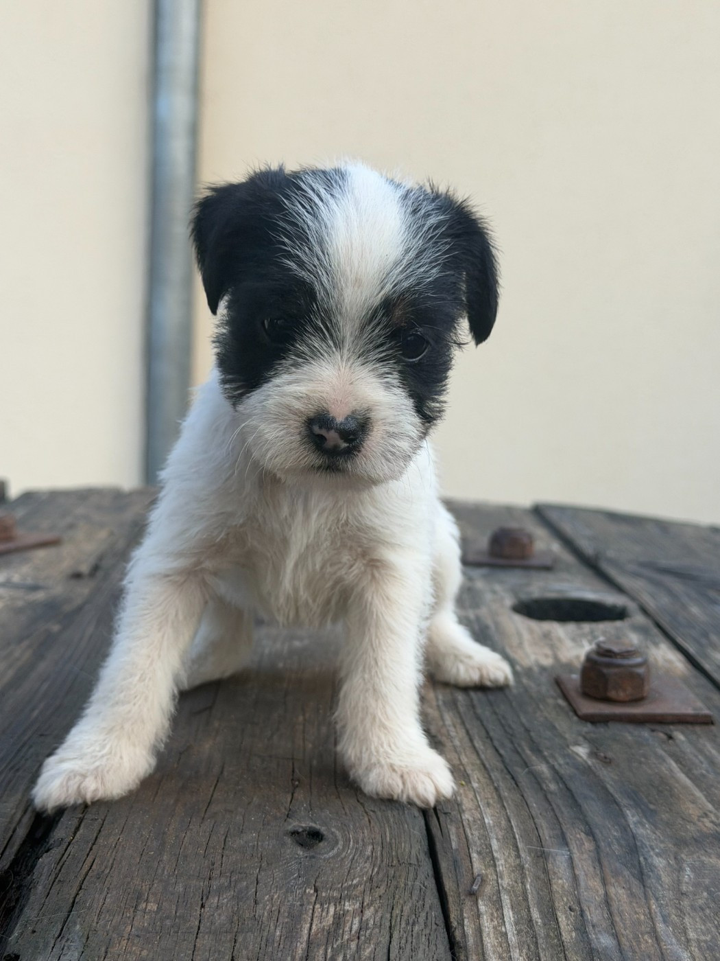 Da Beira Alta - Chiots disponibles - Parson Russell Terrier