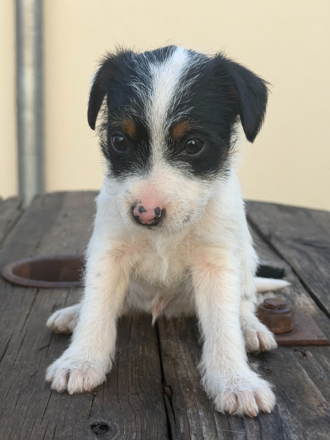 Da Beira Alta - Chiots disponibles - Parson Russell Terrier