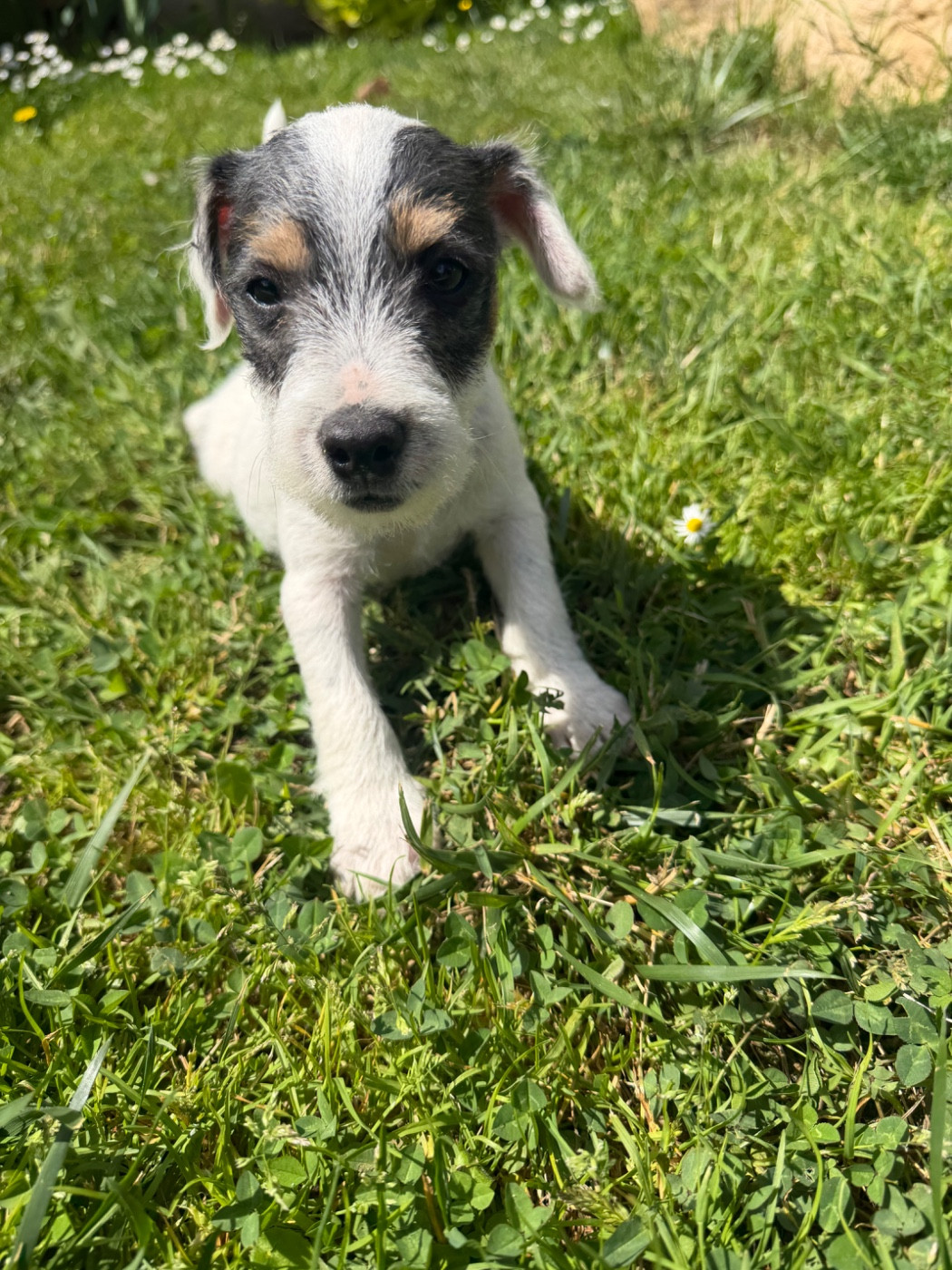 Da Beira Alta - Chiots disponibles - Parson Russell Terrier