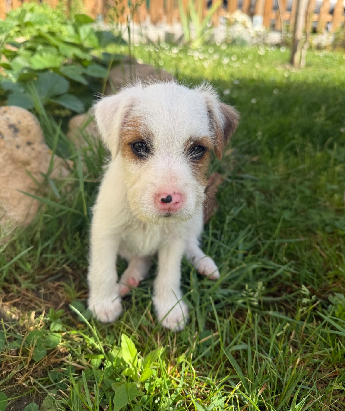 Da Beira Alta - Chiots disponibles - Parson Russell Terrier