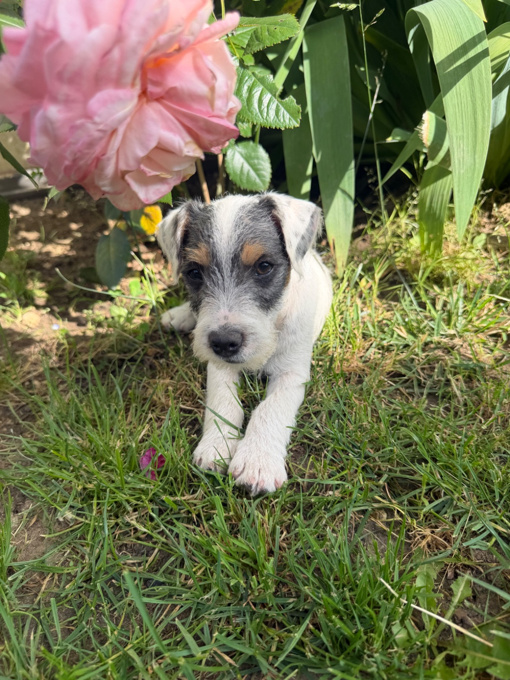 Da Beira Alta - Chiots disponibles - Parson Russell Terrier
