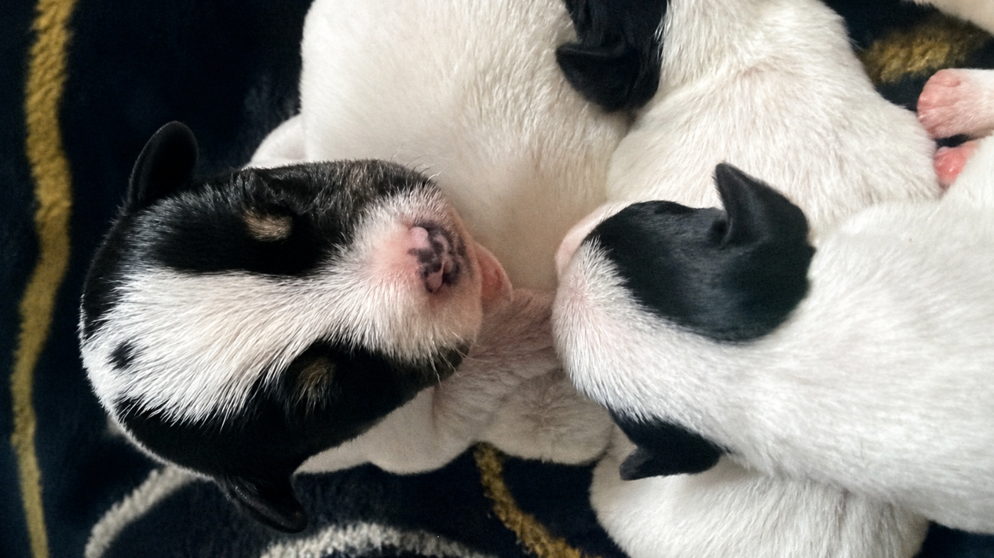 Chiot Parson Russell Terrier Da Beira Alta