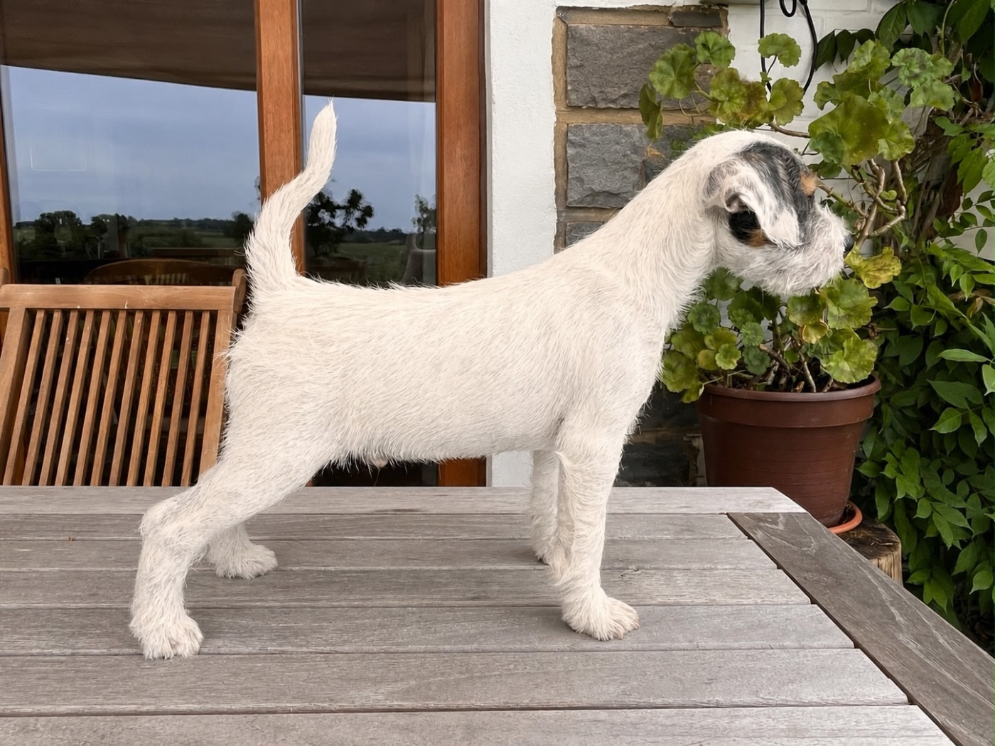 Da Beira Alta - Parson Russell Terrier - Portée née le 05/03/2026