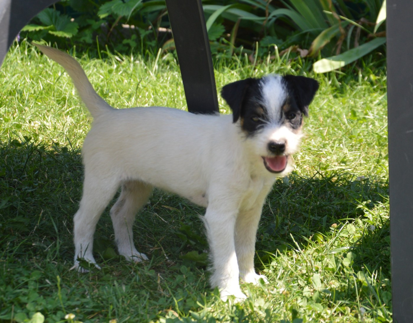 Da Beira Alta - Chiots disponibles - Parson Russell Terrier