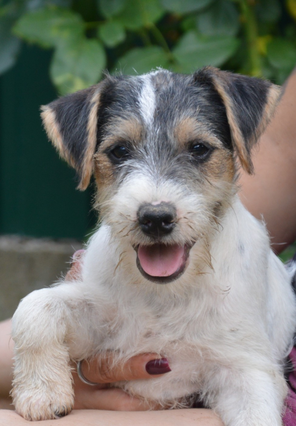 Da Beira Alta - Chiots disponibles - Parson Russell Terrier