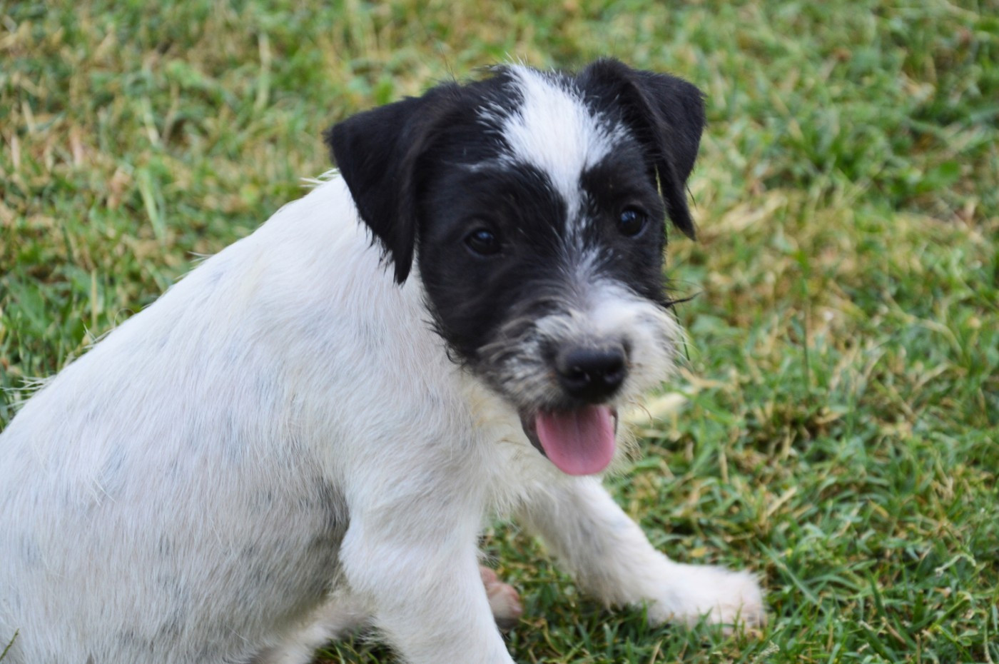 Da Beira Alta - Chiots disponibles - Parson Russell Terrier