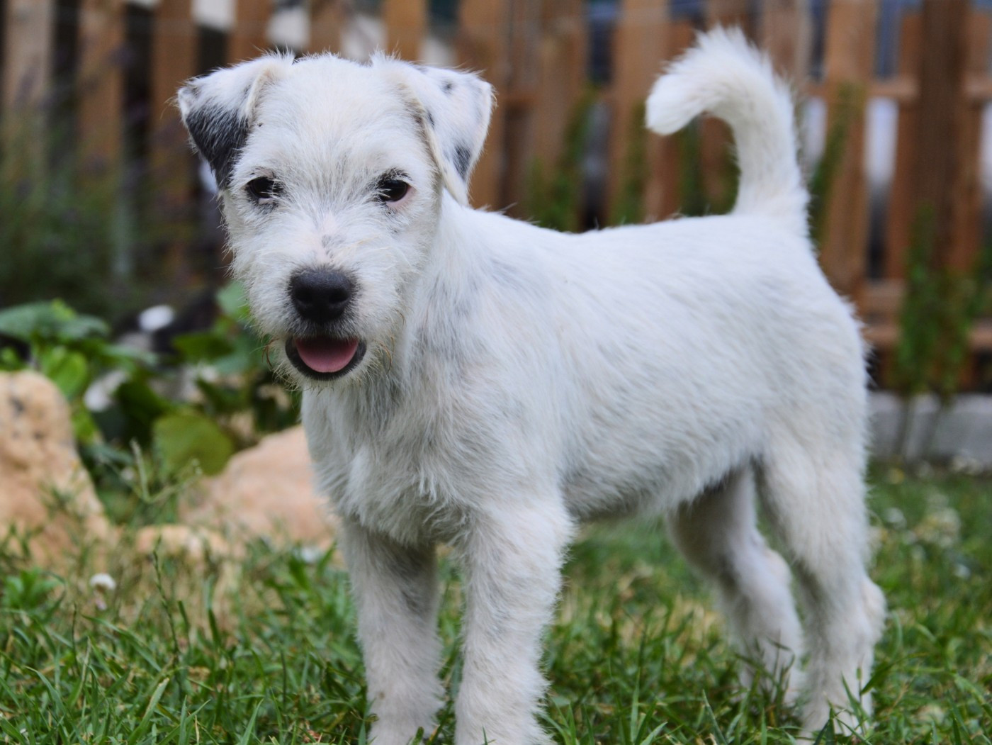 Da Beira Alta - Chiots disponibles - Parson Russell Terrier