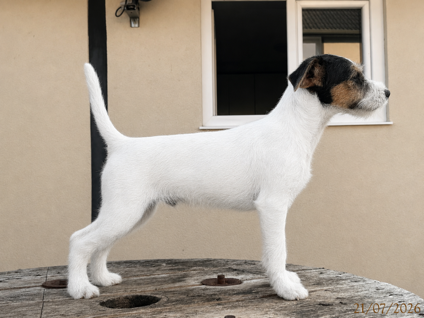 Da Beira Alta - Chiots disponibles - Parson Russell Terrier
