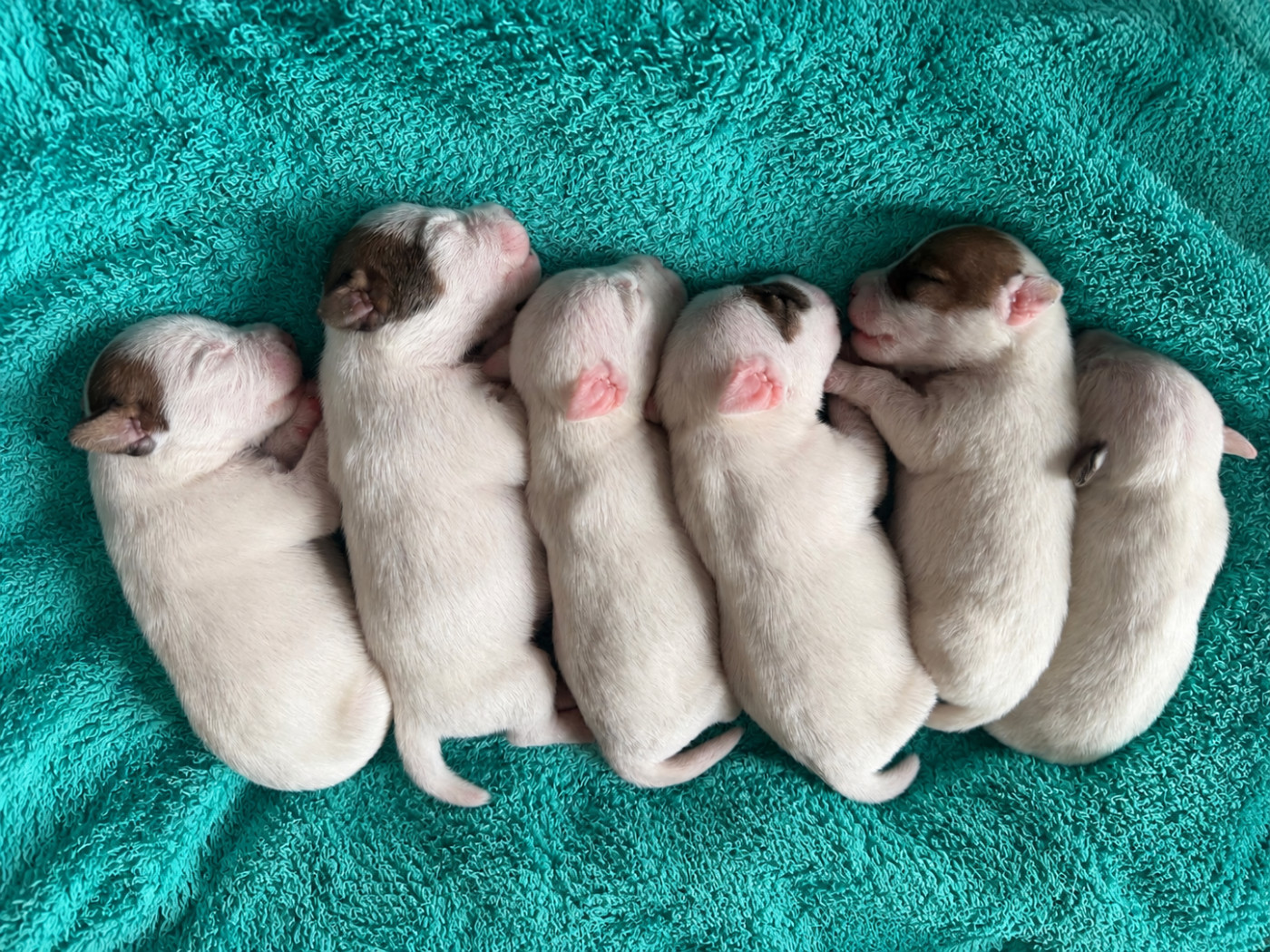 Chiot Parson Russell Terrier Da Beira Alta