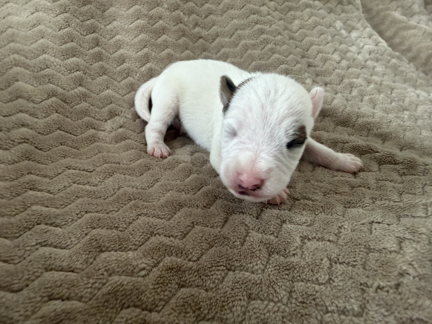 Da Beira Alta - Chiots disponibles - Parson Russell Terrier