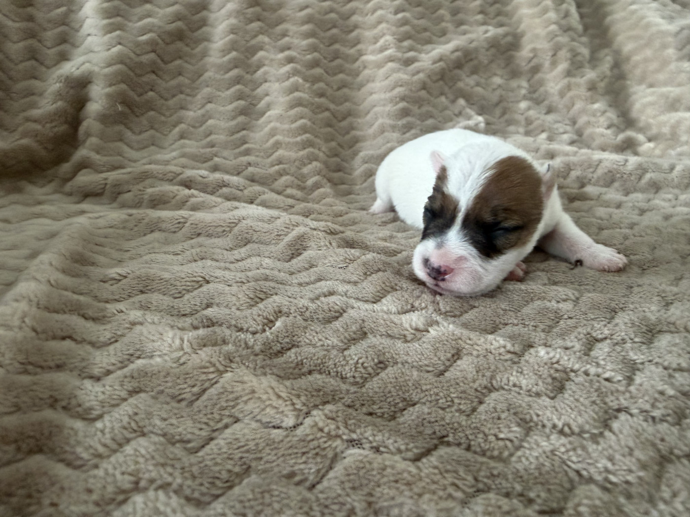 Da Beira Alta - Chiots disponibles - Parson Russell Terrier