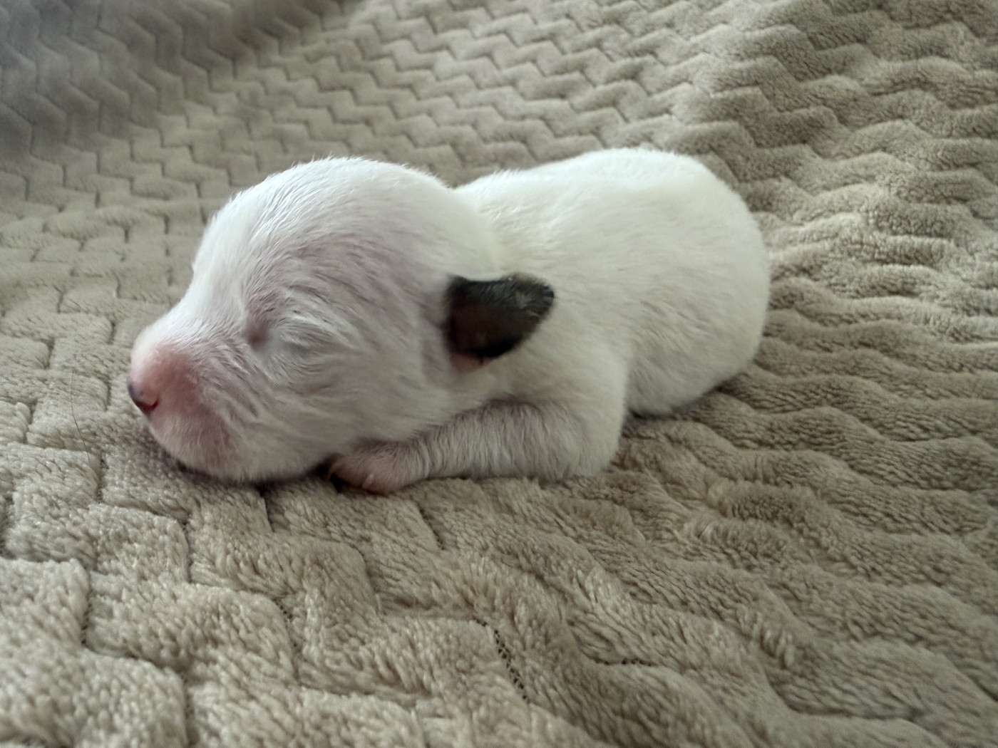 Da Beira Alta - Chiots disponibles - Parson Russell Terrier