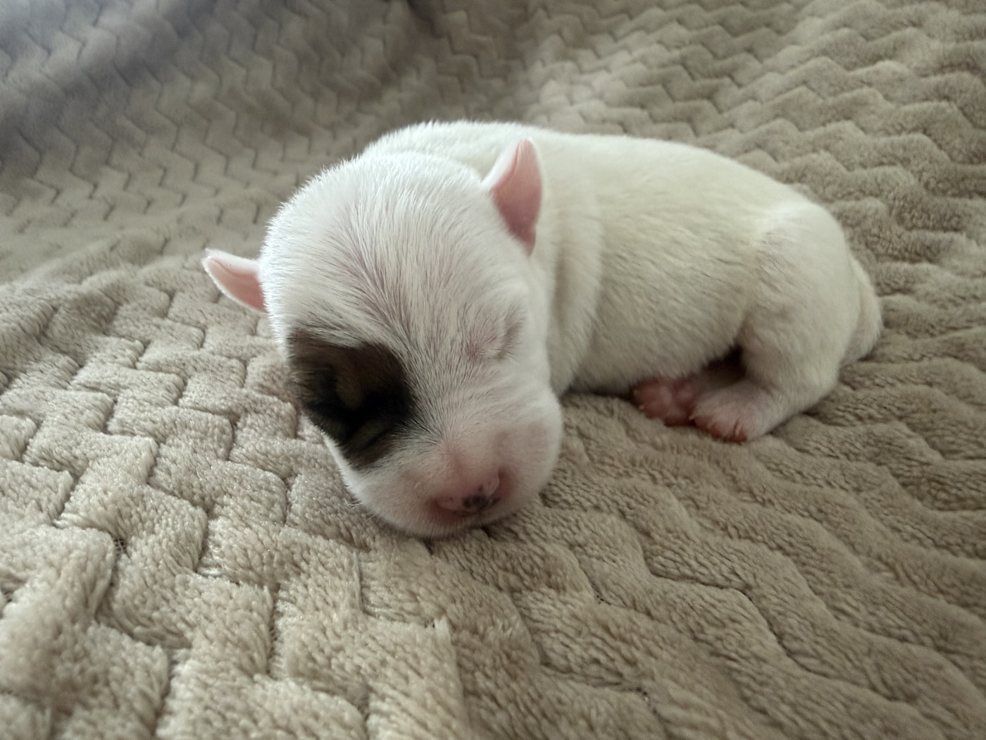 Da Beira Alta - Chiots disponibles - Parson Russell Terrier
