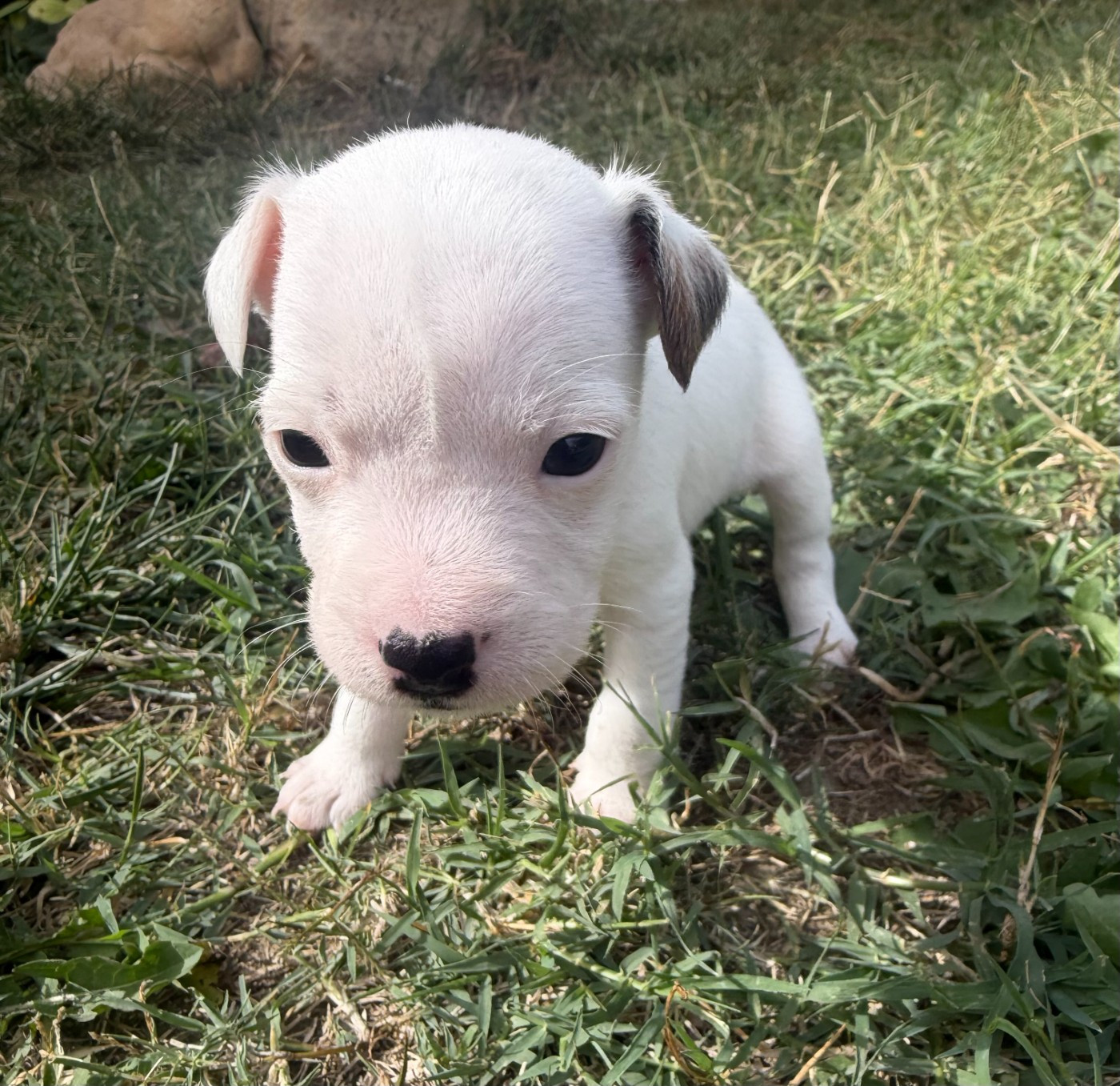 Da Beira Alta - Chiots disponibles - Parson Russell Terrier