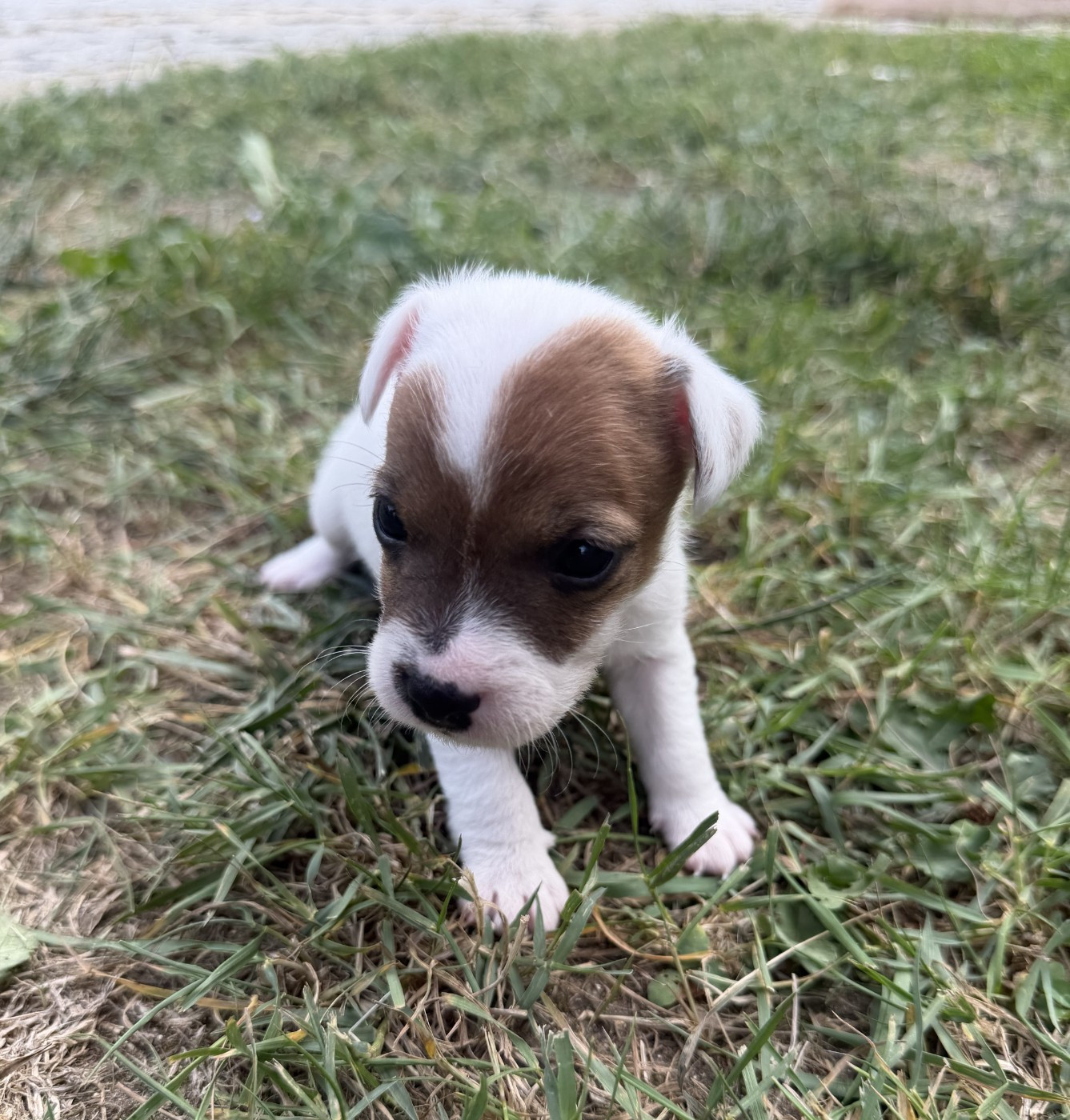 Da Beira Alta - Chiots disponibles - Parson Russell Terrier