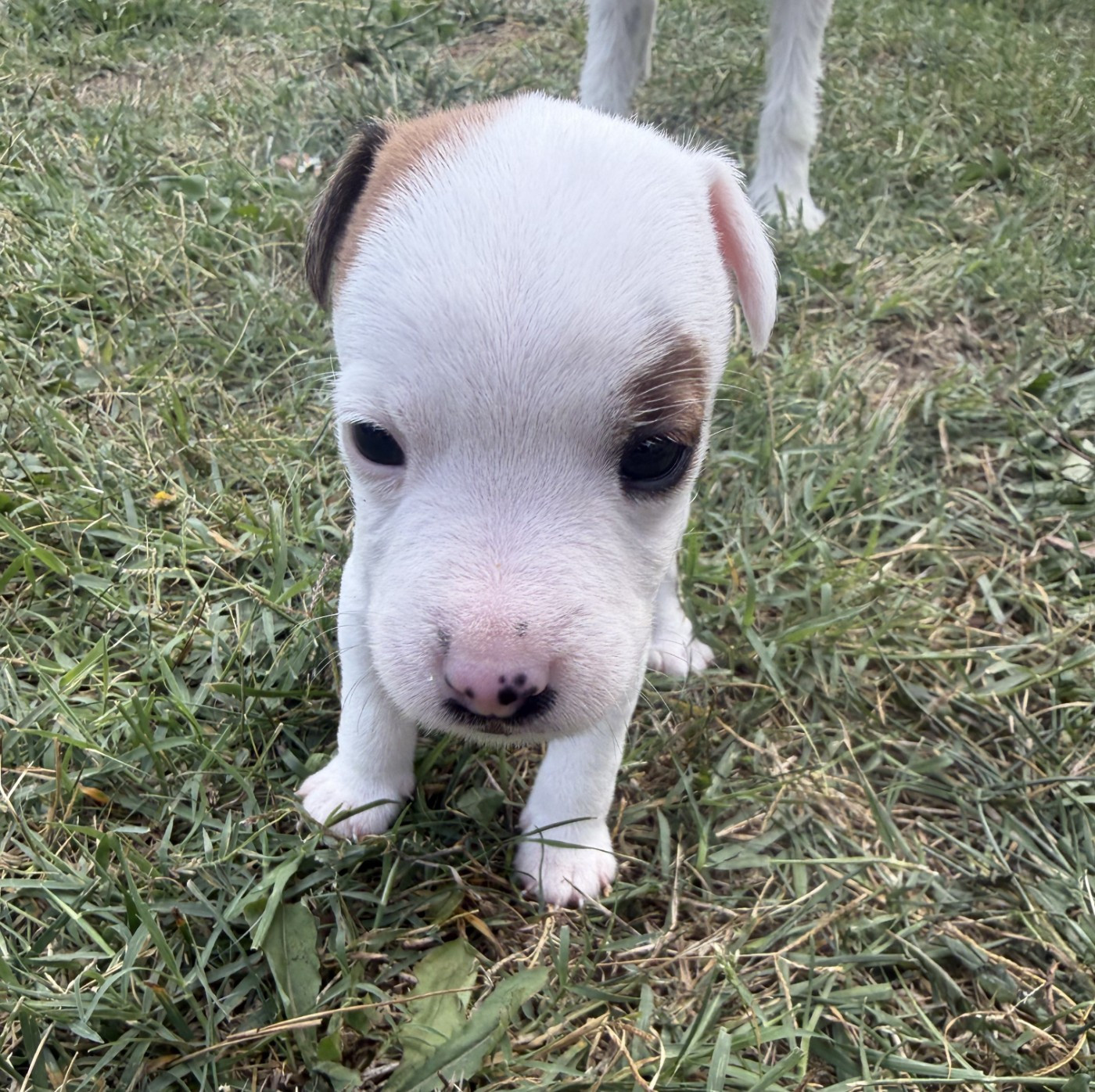 Da Beira Alta - Chiots disponibles - Parson Russell Terrier