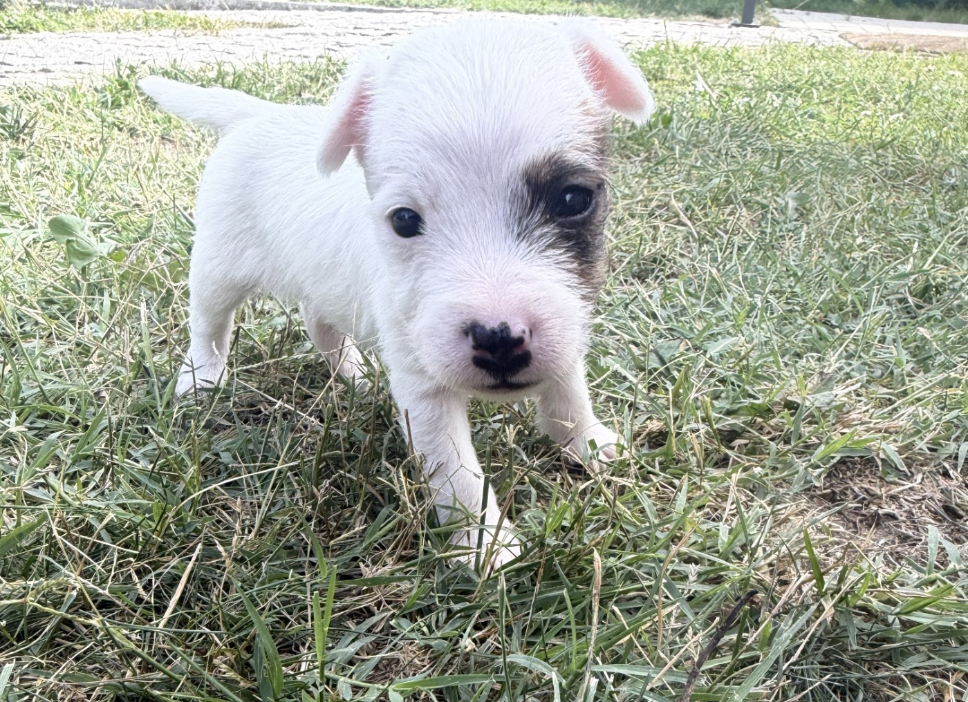 Da Beira Alta - Chiots disponibles - Parson Russell Terrier