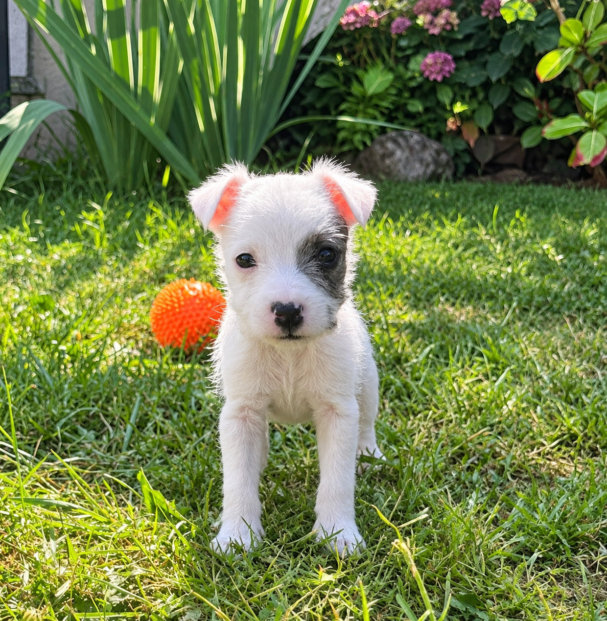 Da Beira Alta - Chiots disponibles - Parson Russell Terrier