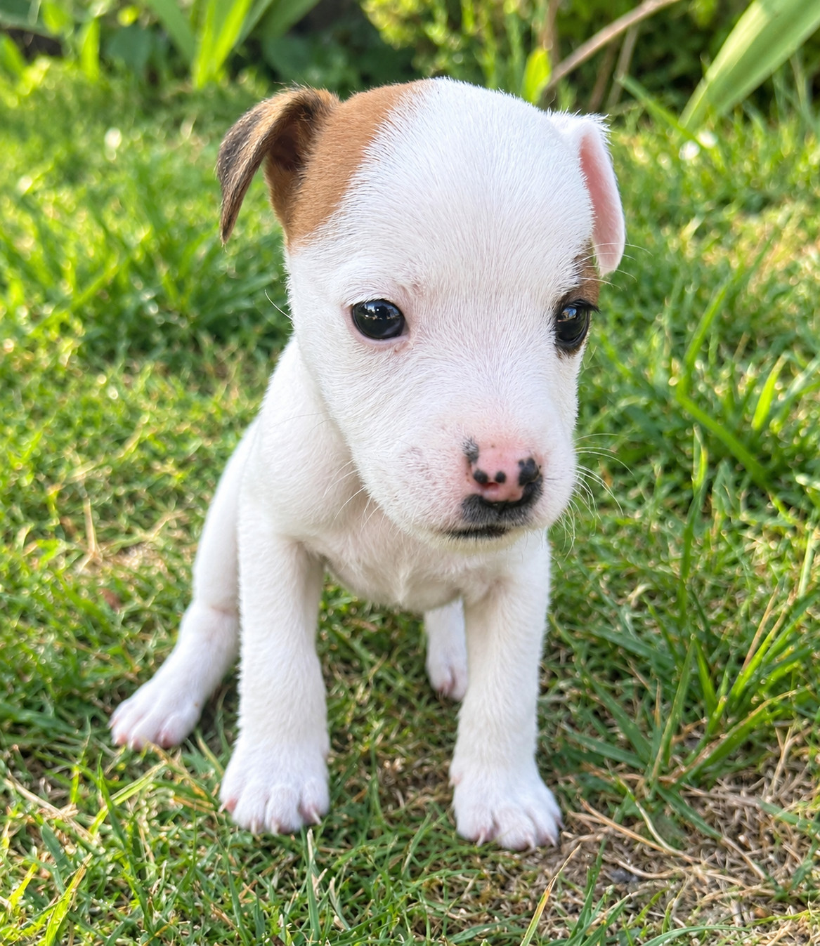 Da Beira Alta - Chiots disponibles - Parson Russell Terrier