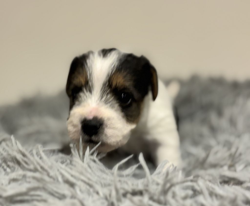 Da Beira Alta - Parson Russell Terrier - Portée née le 21/12/2024